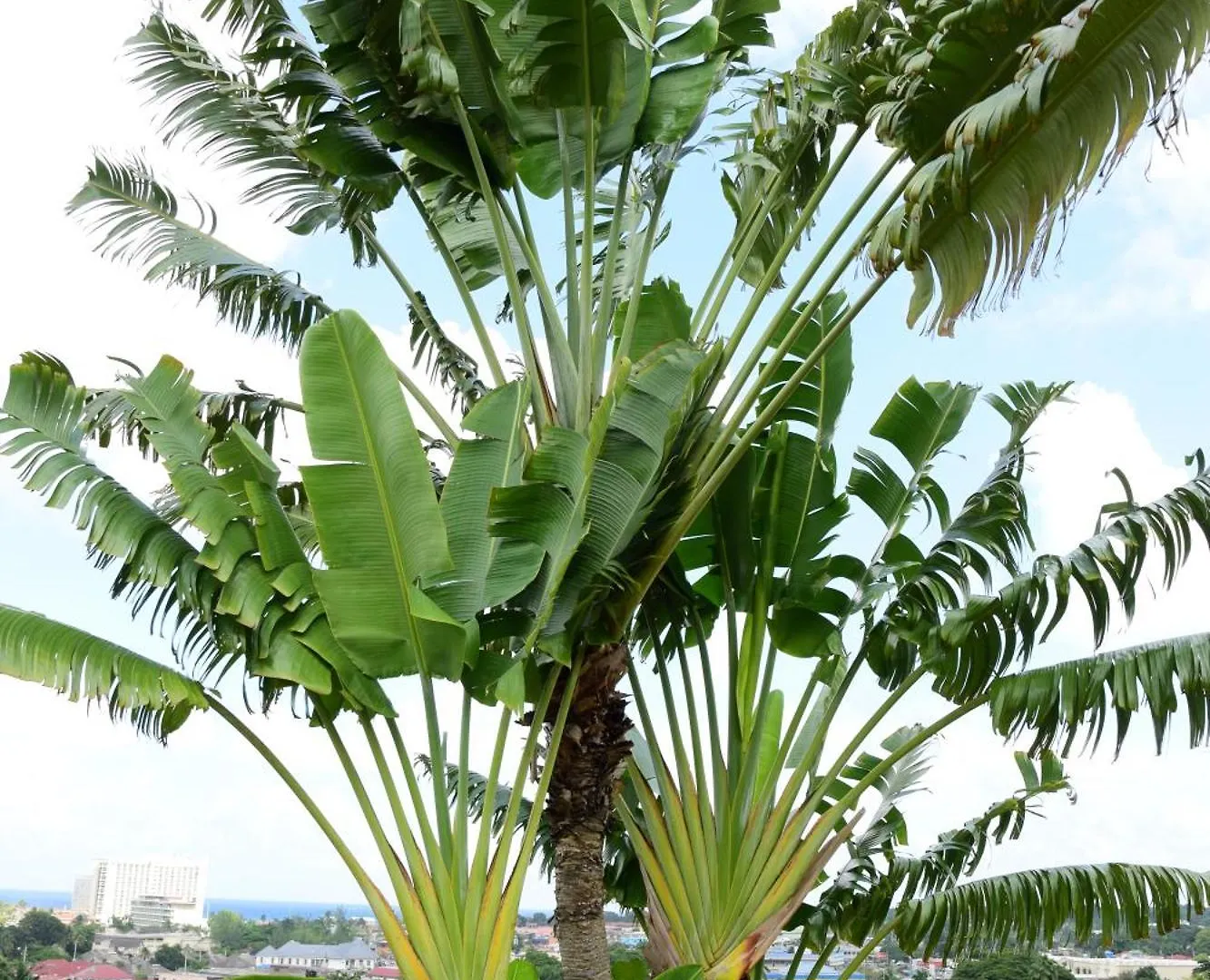 The View At Mystic Ridge Penthouse 78A Apartamento Ocho Rios